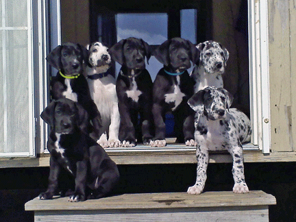 The Winter Time Gang at 7 wks old!